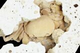 Fossil Crab (Potamon) Preserved in Travertine - Turkey #121390-1